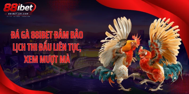 Đá gà 88IBET đảm bảo lịch thi đấu liên tục, xem mượt mà